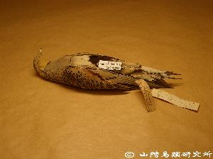 サケイ Syrrhaptes paradoxus YIO-05002 【山階鳥類研究所 標本