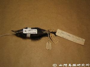 ハイイロアリドリ Cercomacra cinerascens YIO-20918 【山階鳥類研究所 