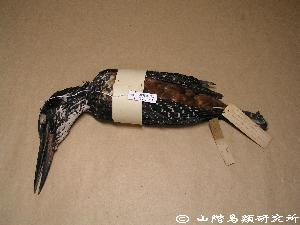 オオヤマセミ Ceryle maxima YIO-29249 【山階鳥類研究所 標本