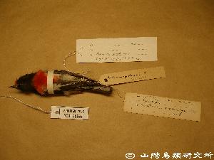 アカビタイサンショクヒタキ Petroica goodenovii YIO-38555 【山階