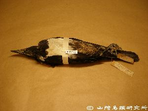 ムナジロガラス Corvus albus YIO-55551 【山階鳥類研究所 標本