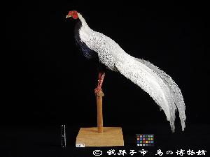 ハッカン Lophura nycthemera ACMB-03847 【山階鳥類研究所 標本データベース】